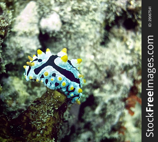 Varicose Wart Slug on the coral reef