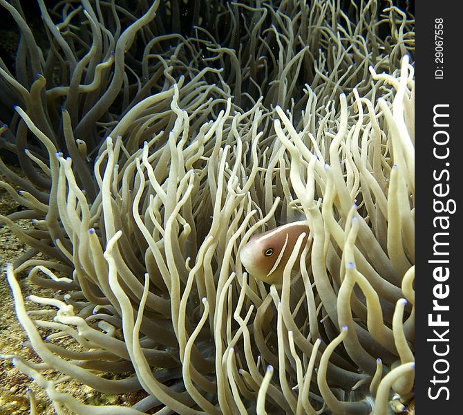 Anemonefish in Anemone in the Philippines