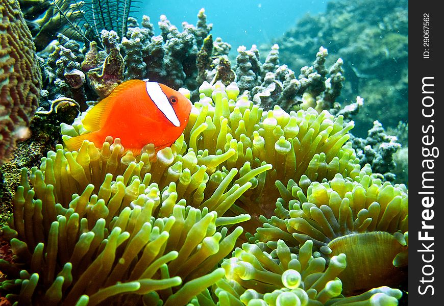 Anemonefish in Anemone in the Philippines