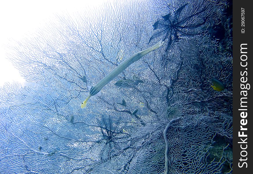 Gorgonia Coral Reef and Trumpet Fish in the Philippines