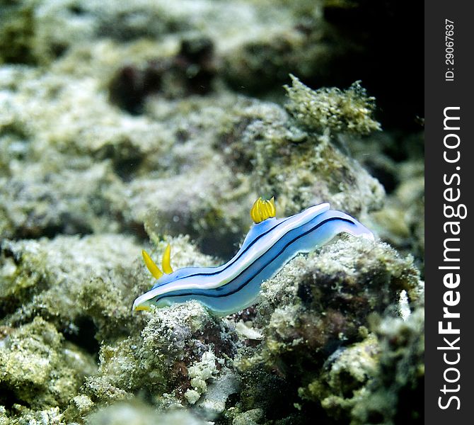 Anna's Magnificent Slug on the coral reef. Anna's Magnificent Slug on the coral reef