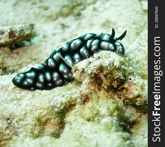 Varicose Wart Slug on the coral reef