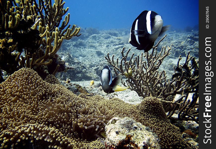 Anemonefish in Anemone in the Philippines