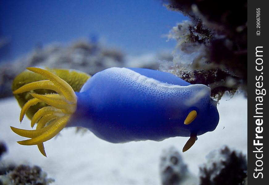 Variable Hypselodoris Slug, Nudibranch