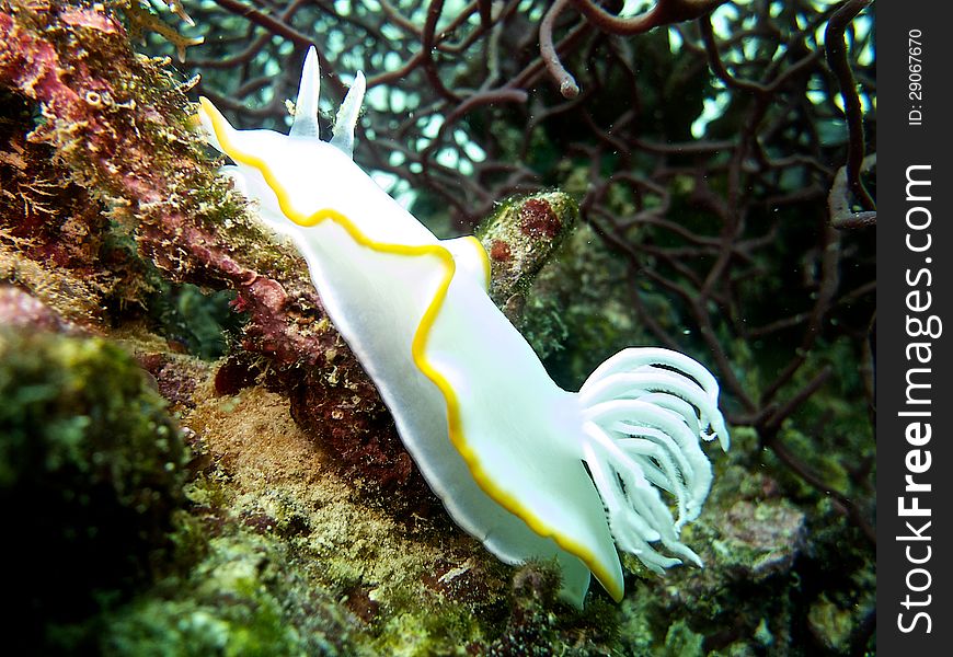 Egret Ardeadoris Slug on the coral reef. Egret Ardeadoris Slug on the coral reef