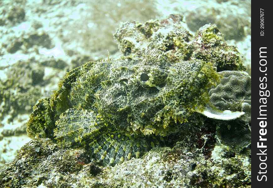 Scorpion Fish waiting for a prey