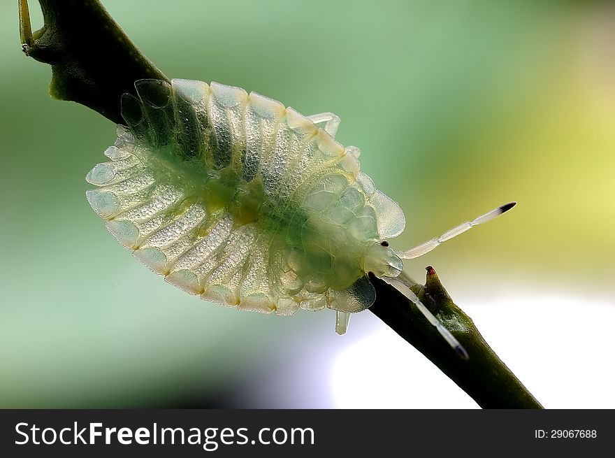 Stink Bug Or Pentatomidae