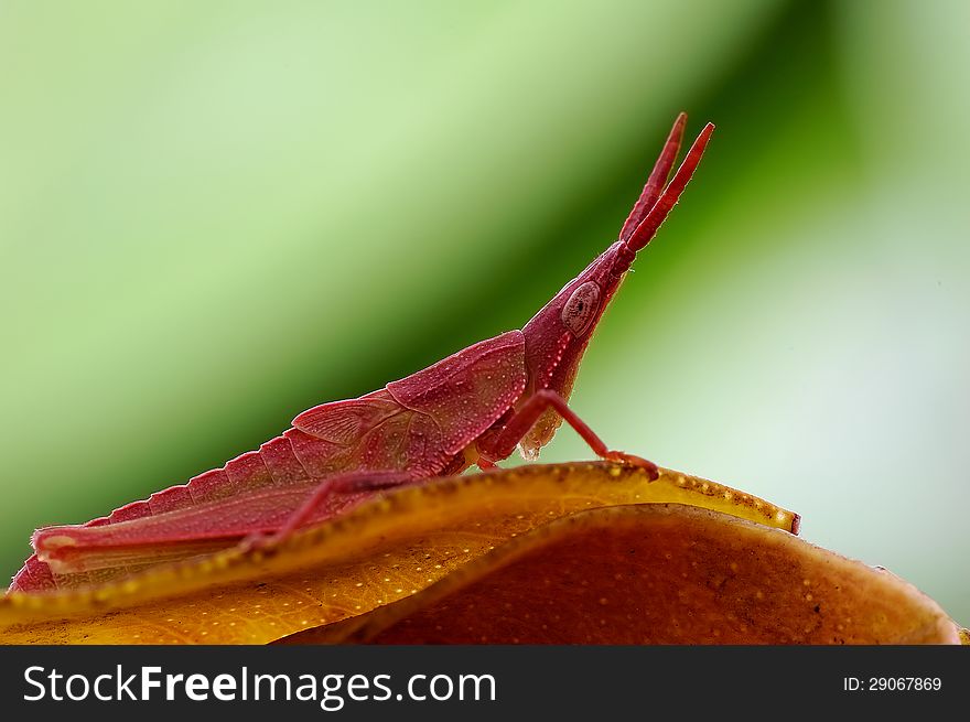 Tettigonioidea Or Grasshopper