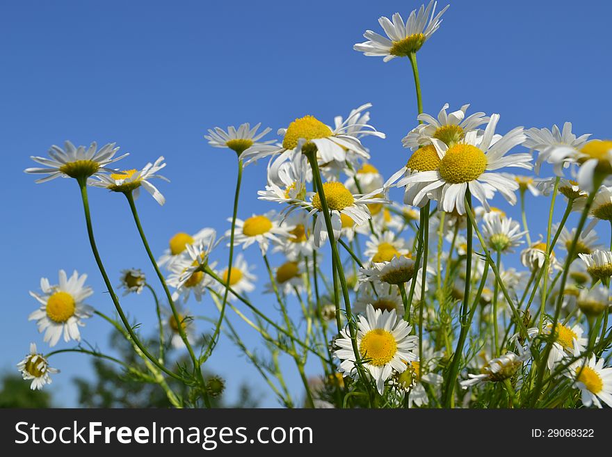 Chamomile against blue sky.