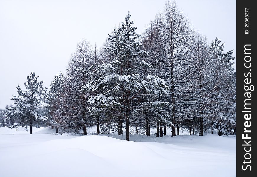 Winter trees in snow. Nasty day.