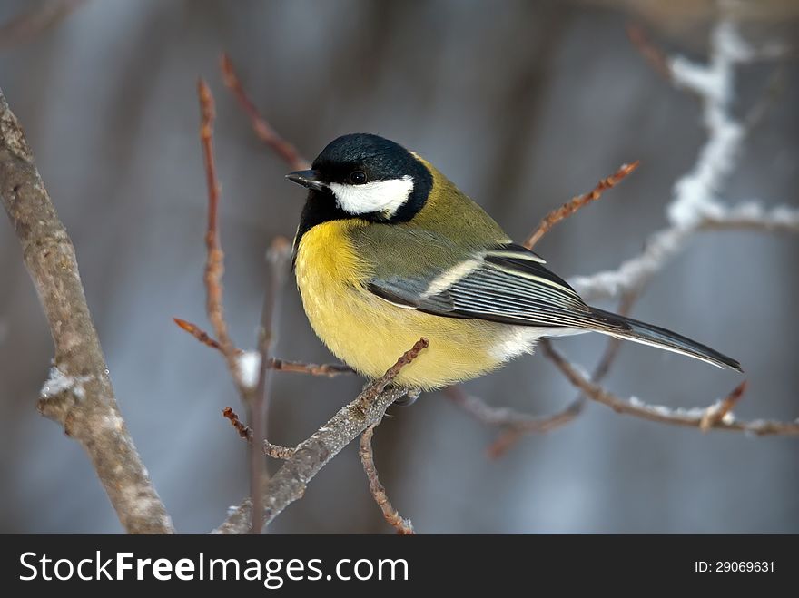 The great tit sitting on a branch