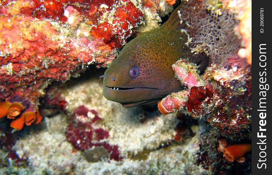 Close up of head of moray eel in coral reef