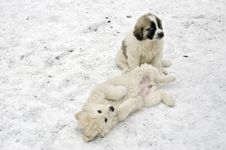 Romanian Shepherd Puppies Royalty Free Stock Photography Romanian Shepherd Puppies Royalty Free Stock Photography