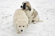 Romanian Shepherd Puppies Royalty Free Stock Photos Romanian Shepherd Puppies Royalty Free Stock Photos