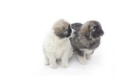 Romanian Shepherd Puppies Royalty Free Stock Images Romanian Shepherd Puppies Royalty Free Stock Images