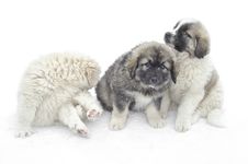 Romanian Shepherd Puppies Stock Photo