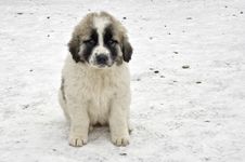 Romanian Shepherd Puppy Stock Image Romanian Shepherd Puppy Stock Image