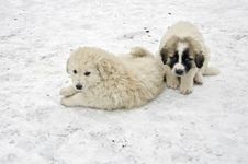Romanian Shepherd Puppies Royalty Free Stock Image Romanian Shepherd Puppies Royalty Free Stock Image