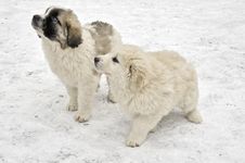 Romanian Shepherd Puppies Royalty Free Stock Photography Romanian Shepherd Puppies Royalty Free Stock Photography