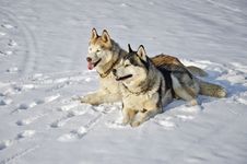 Siberian Husky On Snow Stock Images Siberian Husky On Snow Stock Images