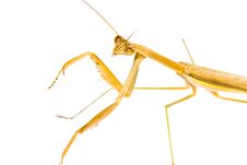 Praying Mantis Stock Photos Praying Mantis Stock Photos