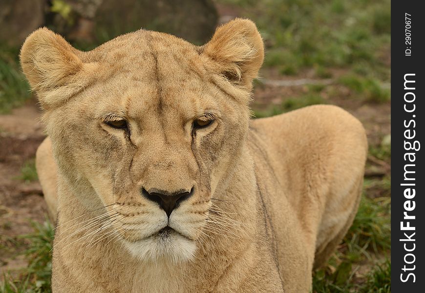 Closeup portrait of lioness on the grass