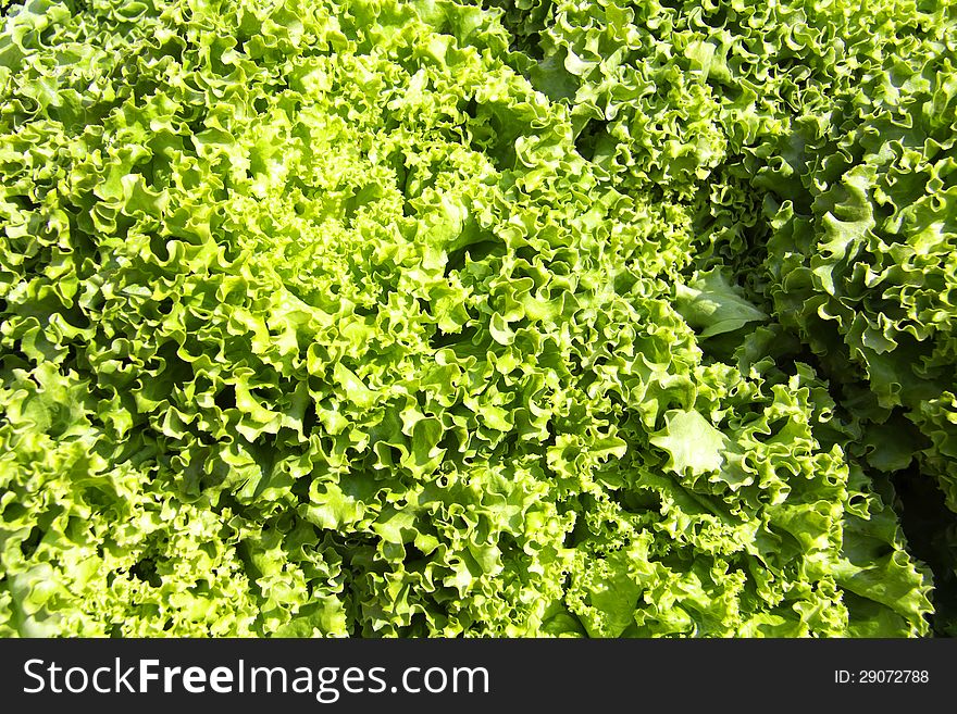 Fresh Curly Mustard Green Leaves on background