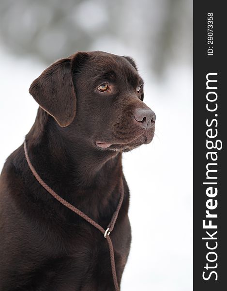 Brown labrador portrait looking to owner outdoor in winter