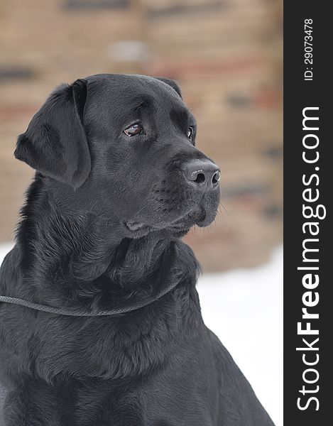 Black labrador portrait outdoor in winter. Purebred, well-groomed beautiful dog.