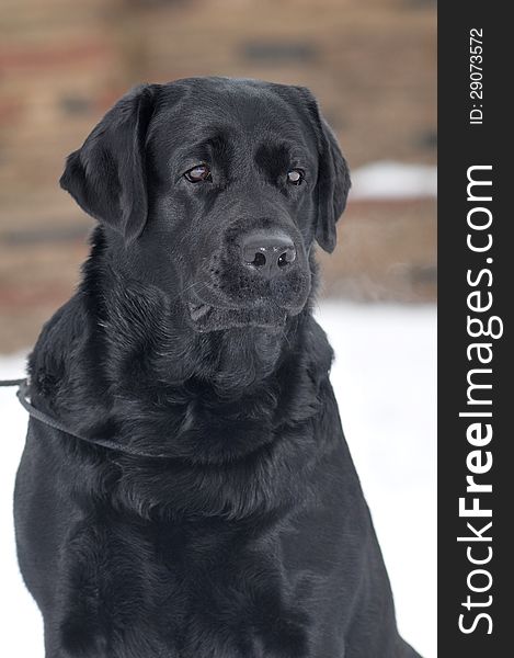 Black labrador portrait outdoor in winter. Purebred, well-groomed beautiful dog.