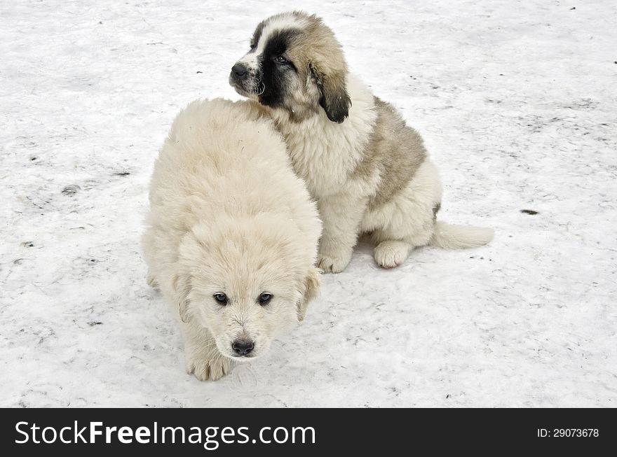 Romanian shepherd puppies in a snowy winter day