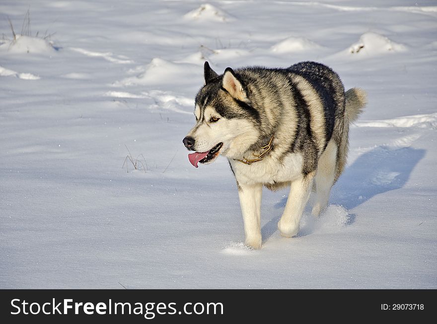 Close Up Of Siberian Husky