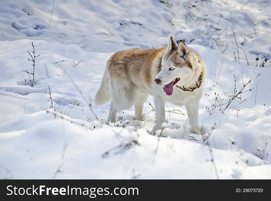 Close up of siberian husky in a snow field