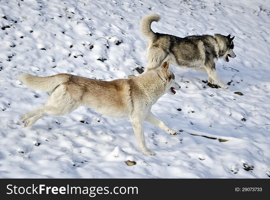 Two husky dogs running on snow