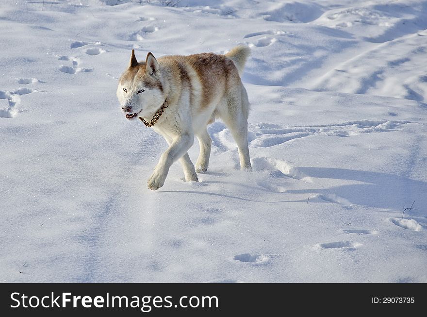 Siberian Husky In A Snow Field