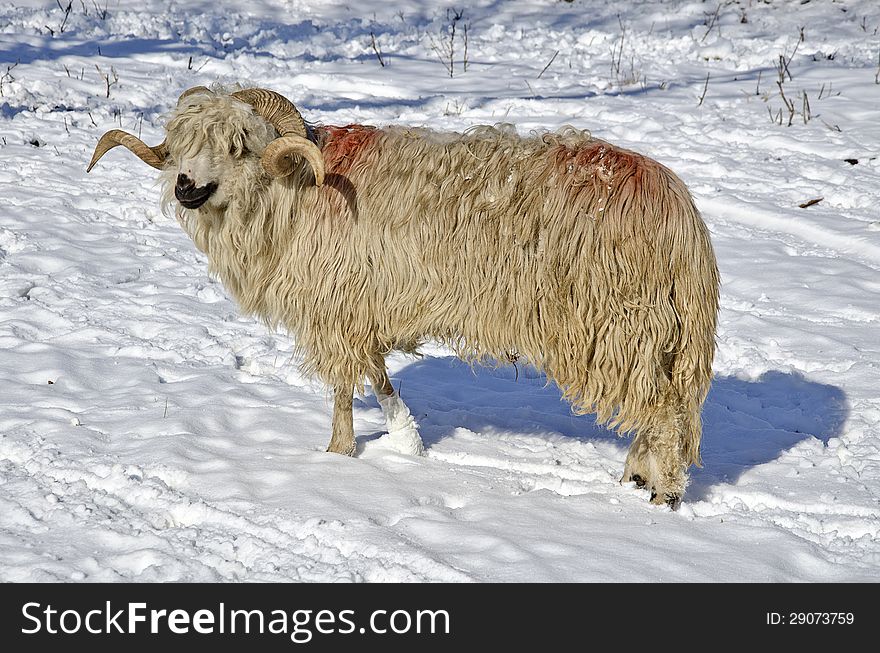 Purebred domestic fleecy ram in the snow