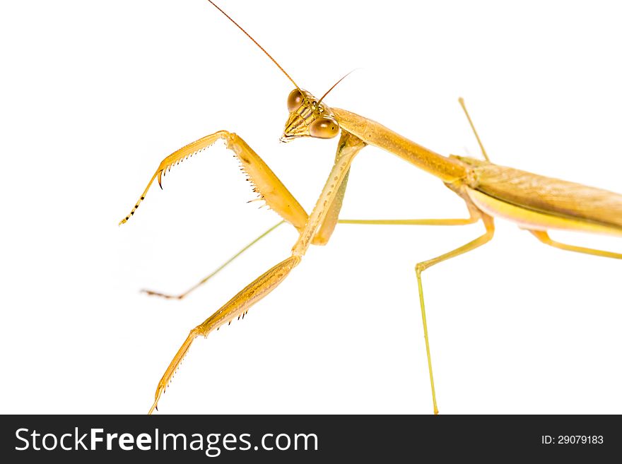 Praying Mantis isolated on white background