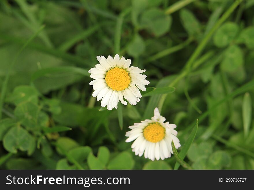 Macro photo of an white flower