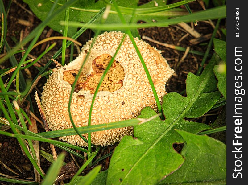 Broken Mushroom Lying On The Ground