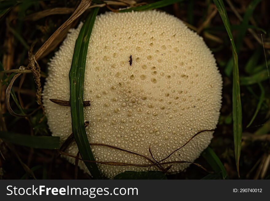 Macro photo of an autumn mushroom in its natural habitat.