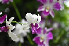 Thai Orchids In White Lavender Color With Natural Blur Background Royalty Free Stock Images