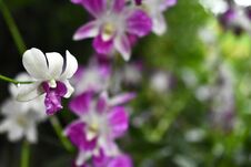 Thai Orchids In White Lavender Color With Natural Blur Background Royalty Free Stock Image