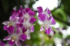Thai Orchids In White Lavender Color With Natural Blur Background Stock Image