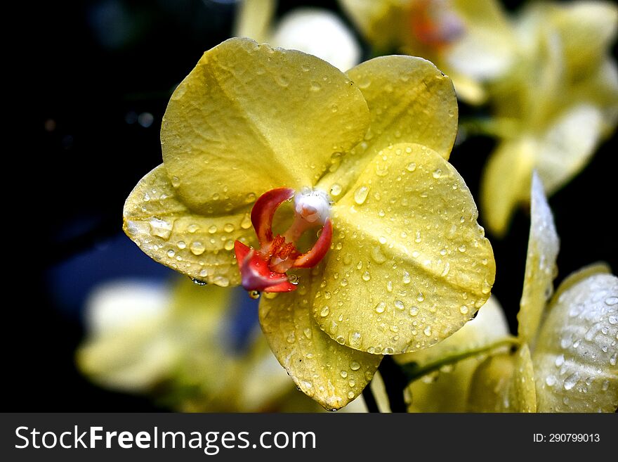 Beautiful Yellow Thai orchids on isolated or group with natural blur background, photo taken after the rain fall with some selective focus. Beautiful Yellow Thai orchids on isolated or group with natural blur background, photo taken after the rain fall with some selective focus.