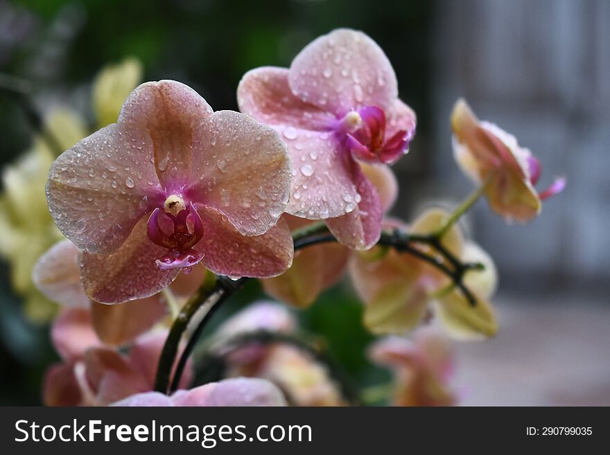 Pink Lavender Thai orchids with nice blur background from behind