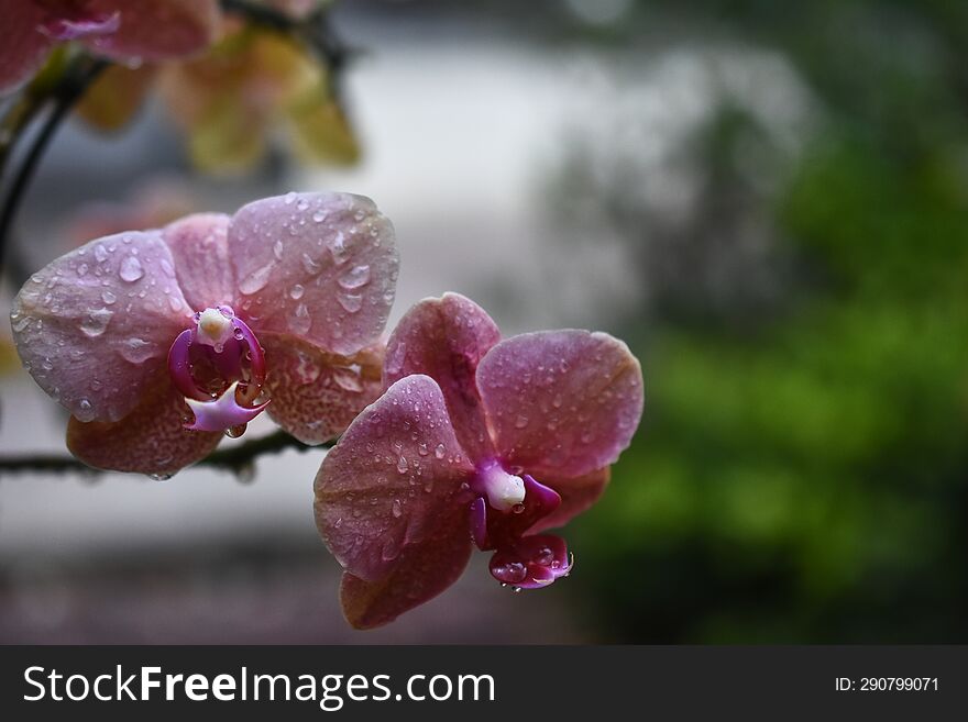 Pink Lavender Thai orchids with nice blur background from behind