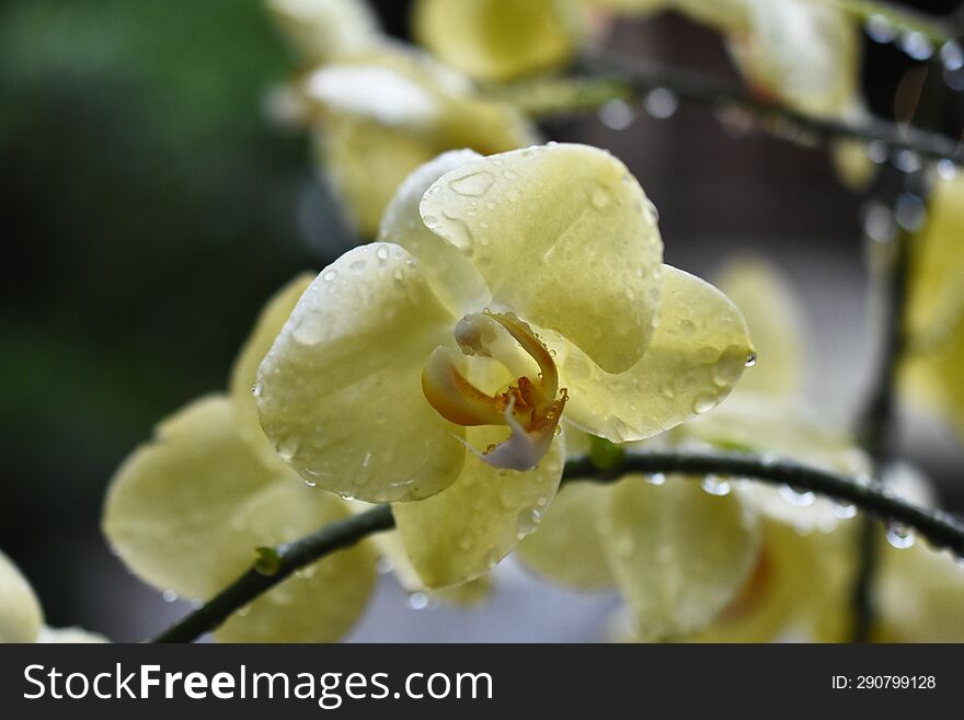 Yellow Thai orchids with nice blur background from behind