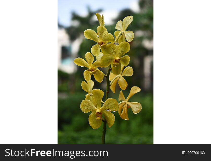 Yellow Mokara Thai orchids with nice blur background from behind