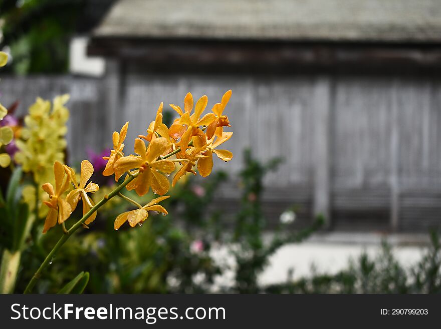 Yellow Mokara Thai Orchids With Nice Blur Background From Behind