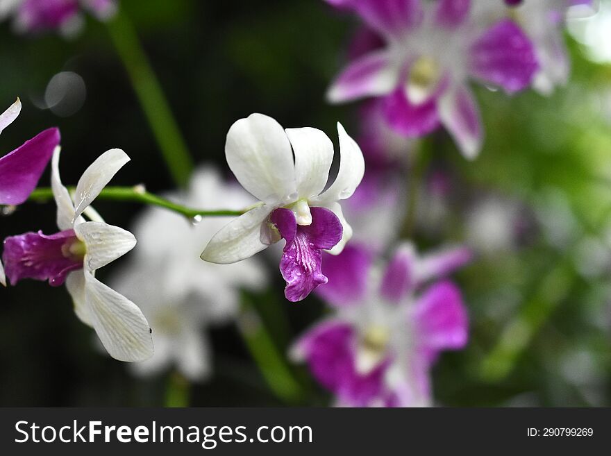 Thai Orchids in White Lavender color with natural blur background